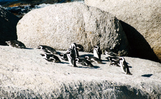 pinguine-felsen-trolley-tourist